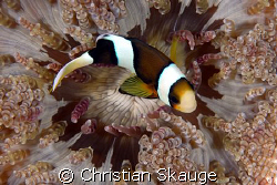 A really cool-looking anemone housing a single clownfish.... by Christian Skauge 